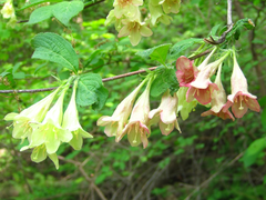 Weigela subsessilis