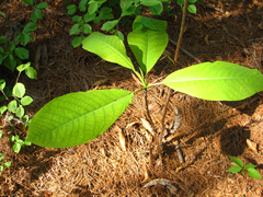 Magnolia obovata