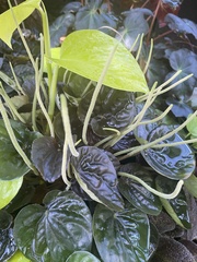 Peperomia caperata