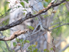Ramsayornis fasciatus
