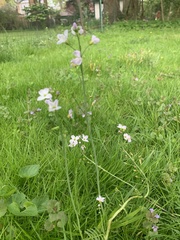 Cardamine pratensis pratensis