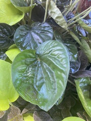 Peperomia caperata
