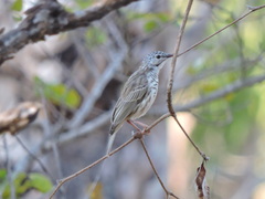 Ramsayornis fasciatus