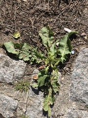 Rumex