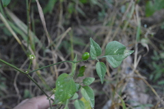 Capsicum chacoense