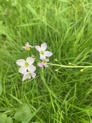 Cardamine pratensis pratensis