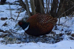 Phasianus colchicus torquatus