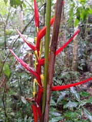 Heliconia acuminata
