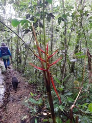 Heliconia acuminata