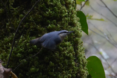 Sitta europaea rubiginosa