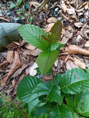 Dilleniaceae