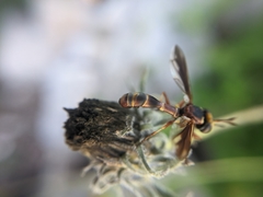 Physocephala texana