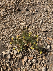 Oncosiphon pilulifer