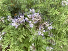 Phacelia cicutaria hispida