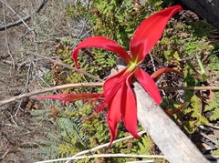 Sprekelia