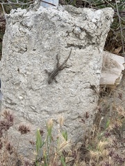 Sceloporus occidentalis