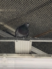 Columba livia