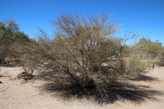 Adenolobus garipensis