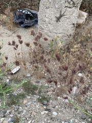 Sceloporus occidentalis
