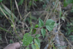 Capsicum chacoense