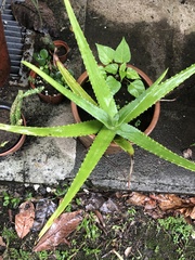 Aloe vera