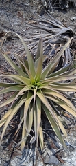 Tillandsia roseoscapa