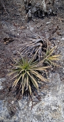 Tillandsia roseoscapa