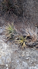 Tillandsia roseoscapa
