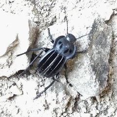 Alphasida holosericea