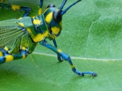 Chromacris psittacus