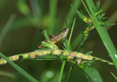 Amblytropidia australis
