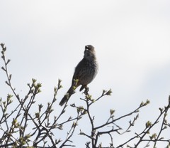 Oreoscoptes montanus