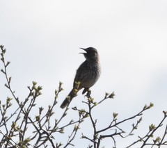 Oreoscoptes montanus