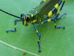 Chromacris psittacus
