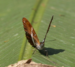 Adelpha cocala caninia