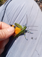 Chromacris psittacus