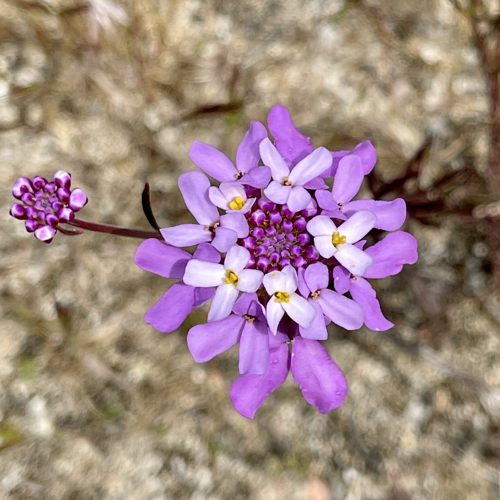 Iberis contracta