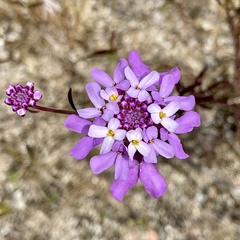Iberis ciliata contracta