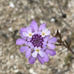 Iberis ciliata contracta