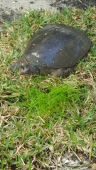 Apalone ferox image