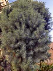 Pinus maximartinezii