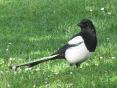 Pica pica
