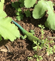 Sceloporus malachiticus