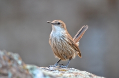 Ochetorhynchus ruficaudus