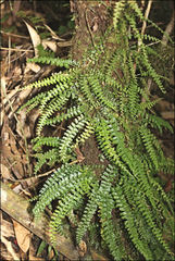 Asplenium dregeanum