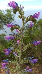 Echium tuberculatum