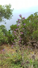 Echium tuberculatum