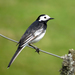Pied Wagtail - Photo (c) MPF, some rights reserved (CC BY-SA)
