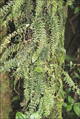 Asplenium dregeanum