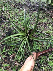 Bromeliaceae